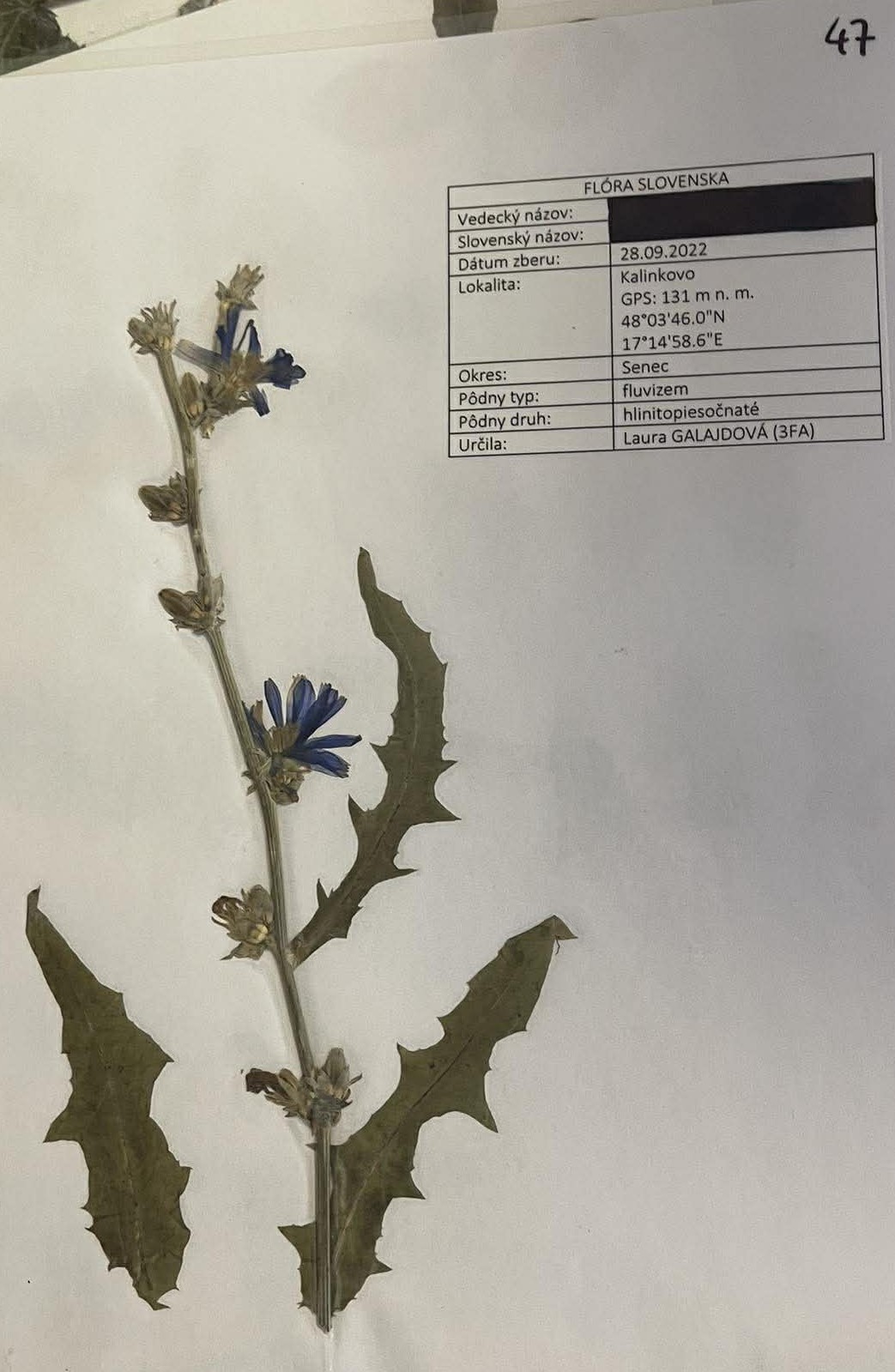 Rastlina Cichorium intybus